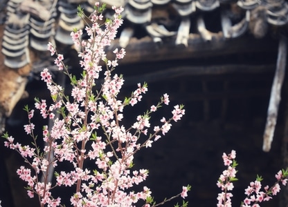 山村-早春-树-树枝-花 图片素材