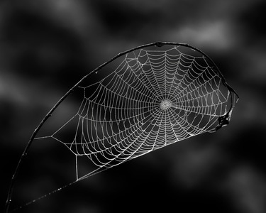 光影-视角-黑白-蜘蛛网-蛛网 图片素材
