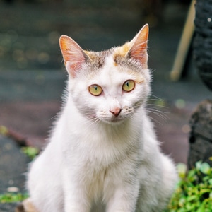 萌宠写真-猫-猫咪-动物-毛茸茸 图片素材