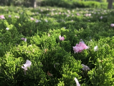 青岛市-城市-你好2020-落花-花 图片素材