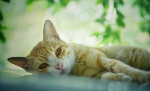 生活-光影-色彩-自然-猫 图片素材