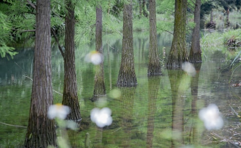 水-自然-水杉-树木-夏天 图片素材