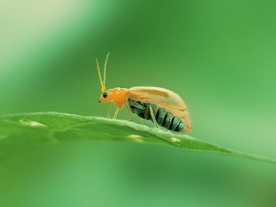 手机拍摄-微距-虫子-昆虫-虫子 图片素材