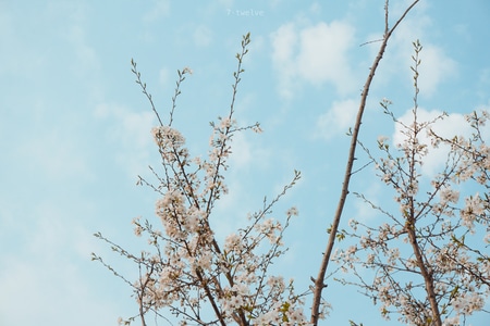 景-生活-你好2020-春天-花 图片素材