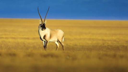 野生动物-可可西里-狷羚-瞪羚-动物 图片素材