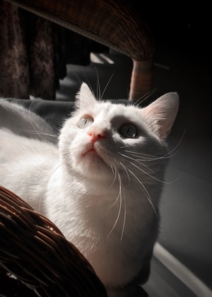 手机摄影-光影-纪实-动物-猫 图片素材