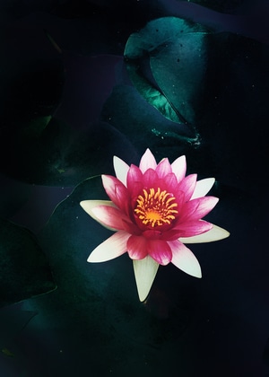 花卉-植物-自然-莲花-花瓣 图片素材