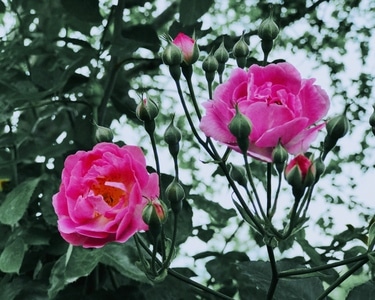 光影-手机摄影-植物-自然-蔷薇 图片素材