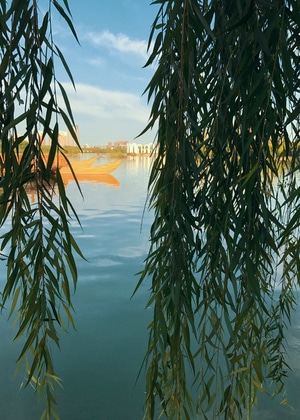 天气-风光-绿叶-柳条-树叶 图片素材
