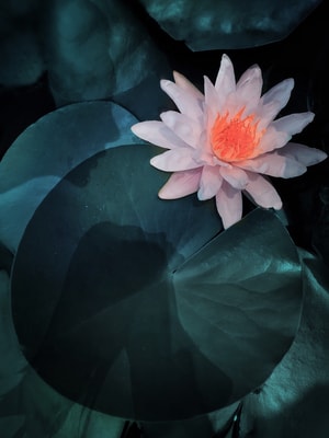 植物-人像-创意-植物-花 图片素材