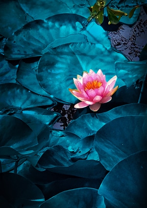 花卉-植物-风光-莲花-花朵 图片素材