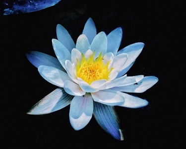 光影-自然-手机摄影-天气-植物 图片素材