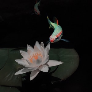 花卉-动物-创意-植物-花 图片素材