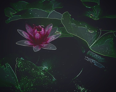 花卉-自然-风光-红莲-花 图片素材