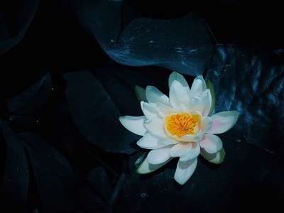 我要上封面-手机摄影-植物-自然-风光 图片素材