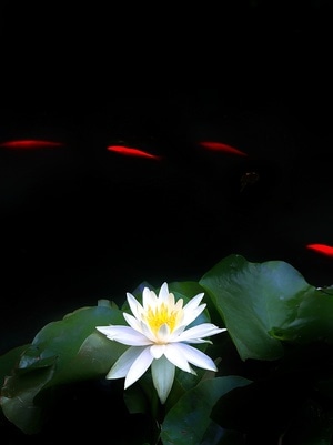 蜜蜂像素首发-花卉-花-花朵-花卉 图片素材