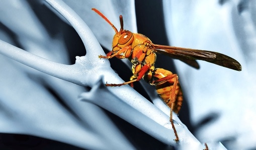 微距-黄蜂-昆虫-动物-树枝 图片素材