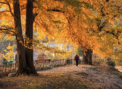 银杏黄了-风景-秋色-旅行-乡村 图片素材