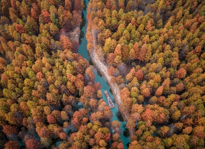 人文-秋色-风景-红杉-红杉林 图片素材