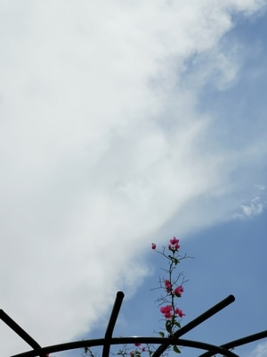 柳州市-后期-闲趣-长焦-小花 图片素材
