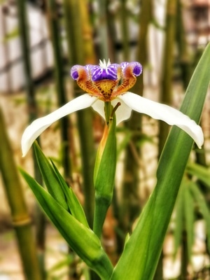 闲情-闲趣-后期-花-鲜花 图片素材