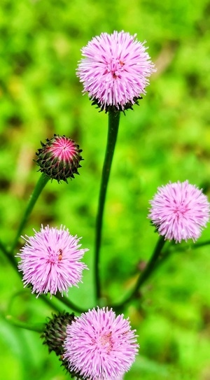 手机拍摄-闲情-后期-小花-花朵 图片素材