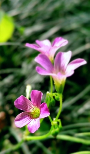 长焦-闲情-后期-植物-花 图片素材