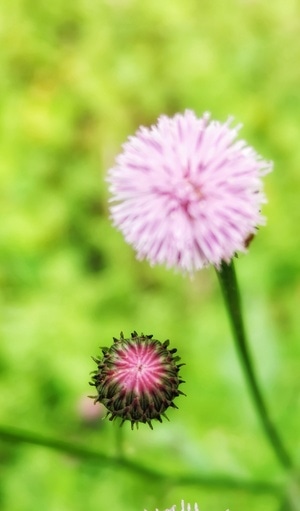 手机拍摄-闲情-后期-小花-花朵 图片素材