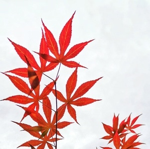 长焦-后期-作业-闲情-枫叶 图片素材