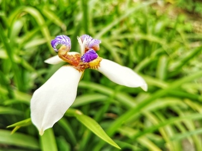 长焦-闲趣-闲情-花朵-花 图片素材