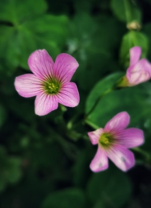 手机拍摄-闲情-后期-小花-花朵 图片素材