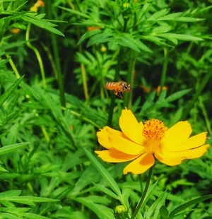柳州市-小花-蜜蜂-蜜蜂-昆虫 图片素材