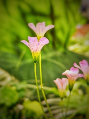 闲趣-长焦-花-花卉-花朵 图片素材