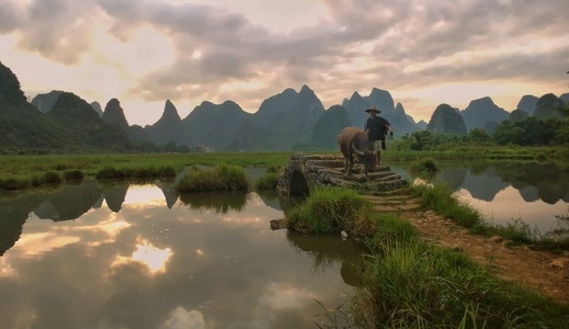 网红地打卡-手机拍摄-风景-动物-牛 图片素材
