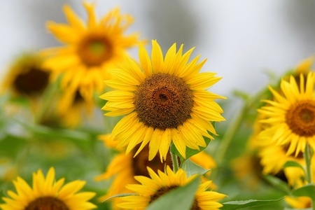 花草-生态摄影-向日葵-花-花朵 图片素材