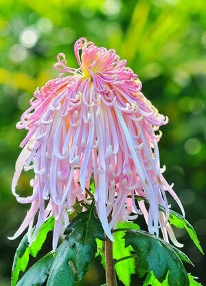 生态摄影-花草-花-花朵-植物 图片素材