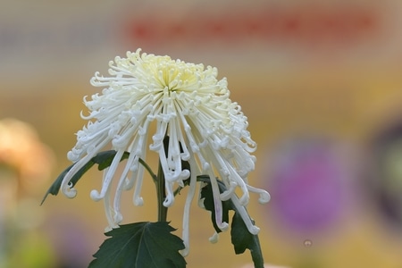 生态摄影-花草-花-花朵-植物 图片素材