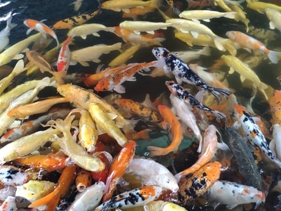 生态摄影-动物-动物-鱼-锦鲤 图片素材