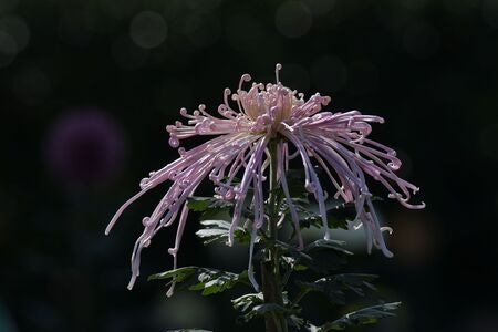生态摄影-花草-花-花朵-植物 图片素材