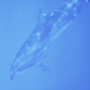 蓝色-海洋-青岛-灰鲸-海洋生物 图片素材