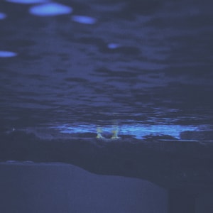 企鹅-脚丫-水蛇-海洋-脚丫 图片素材