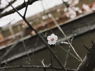 snapseed-vsco-手机摄影-iphone-花 图片素材