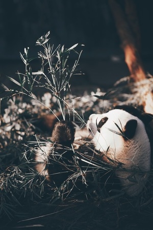 人文-动物-哺乳动物-熊猫-国宝 图片素材