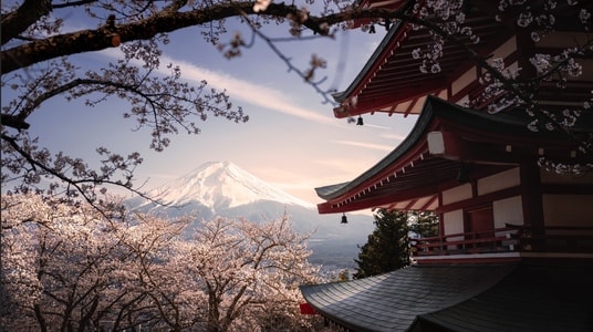 建筑-风光-旅行-樱花-日本 图片素材