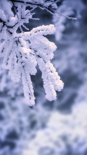 冬-雪-冰挂-冷-天气 图片素材