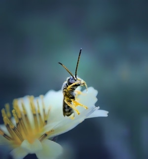 手机微距-昆虫记-昆虫-蜂-花朵 图片素材