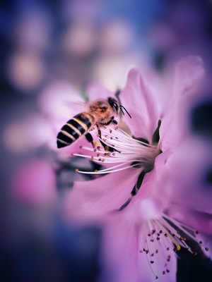 手机微距-昆虫-花-昆虫-蜜蜂 图片素材