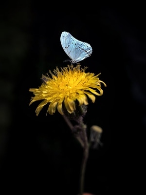 摄影和文字-蝶-蝴蝶-昆虫-花 图片素材