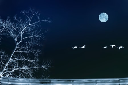 自然之声-夜-风景-自然-月亮 图片素材