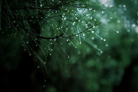 花花草草-摄会主义-松针-树枝-雨水 图片素材